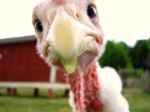turkey-face-bird-close-up