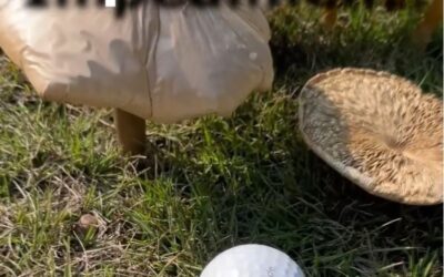 Rules of Golf (fun) – Mushrooms?